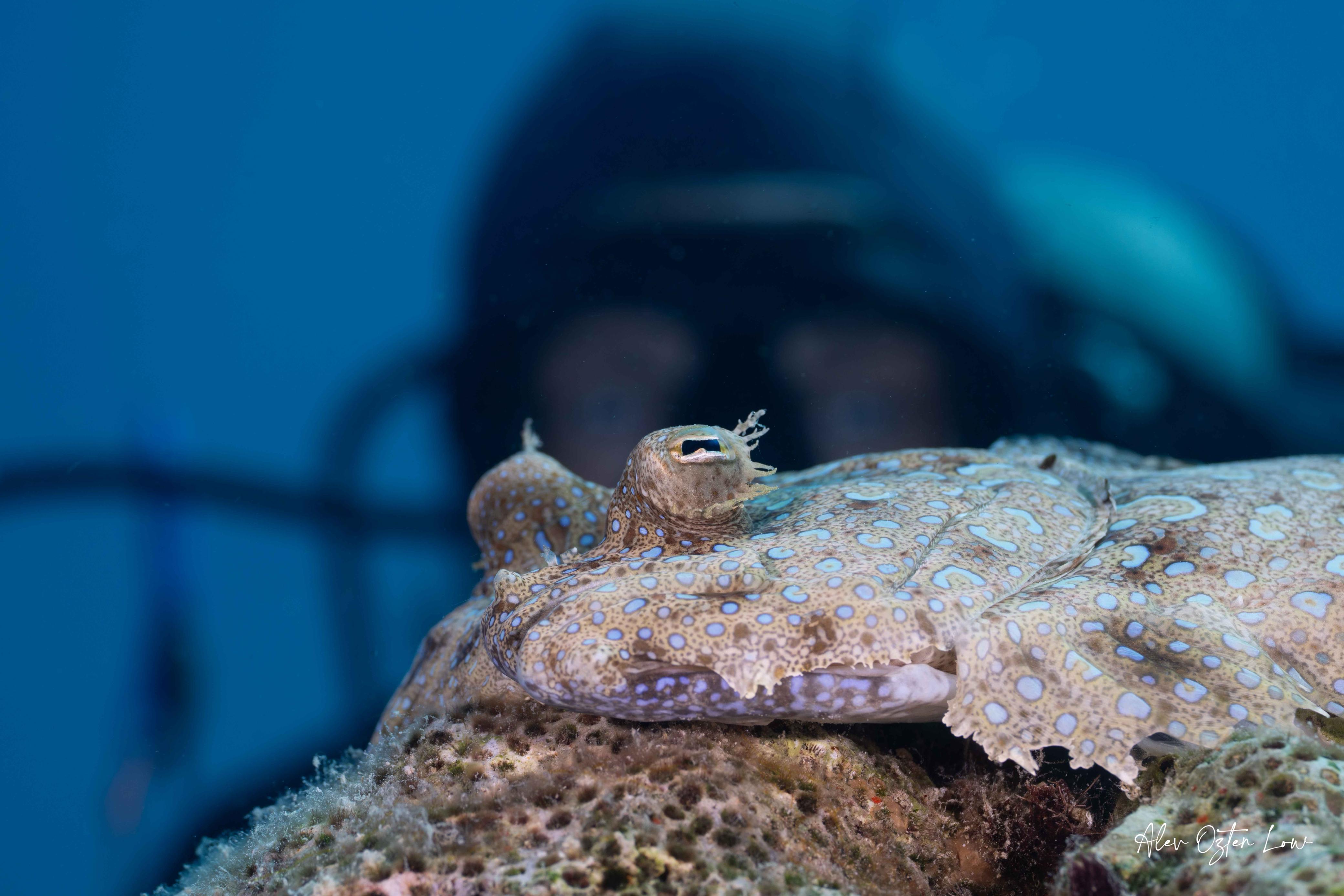 Peacock flounder underwater